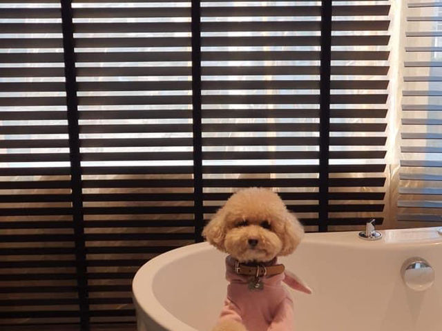 W Bangkok มนุษย์พักได้…มะหมาพักด้วยยย 🐶