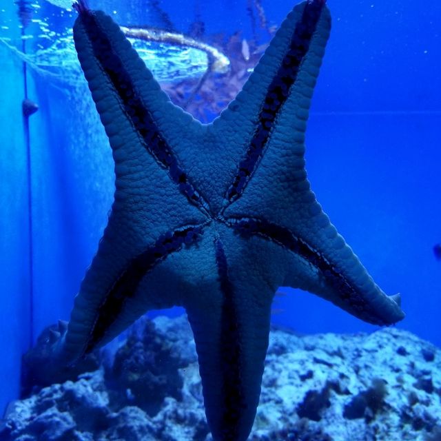 【海の世界】空飛ぶペンギン！サンシャイン水族館