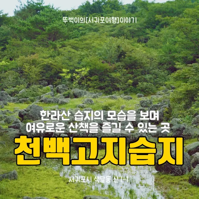 🌳 제주에서 차로 갈 수 있는 가장 높은 곳, 1100고지습지