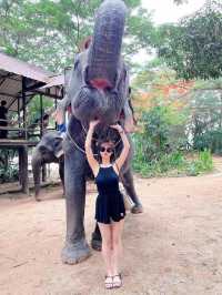 芭達雅景點 大象園  Pattaya evephant 泰國