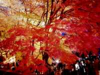 Autumn foliage at Fuji Kawaguchiko
