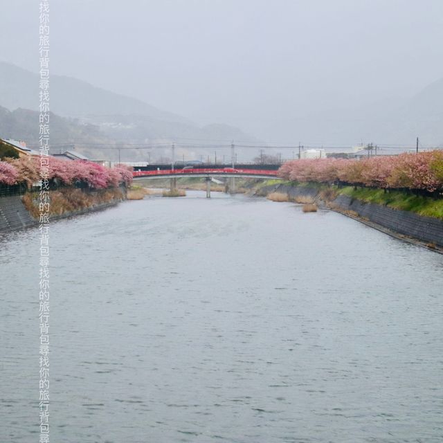 河津櫻，東京最早櫻花祭   酒店/景點/美食個人分享