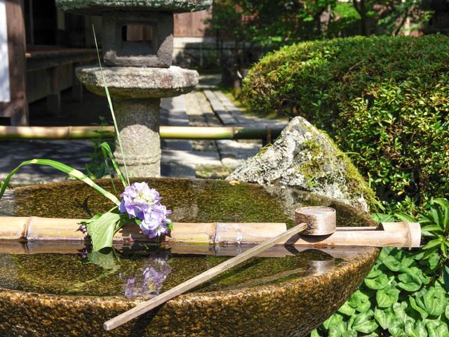 【京都市】青葉に映える緋毛氈🟥🌿