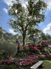 สวนดอกไม้สวยๆ ชมความงดงามบนยอดดอย