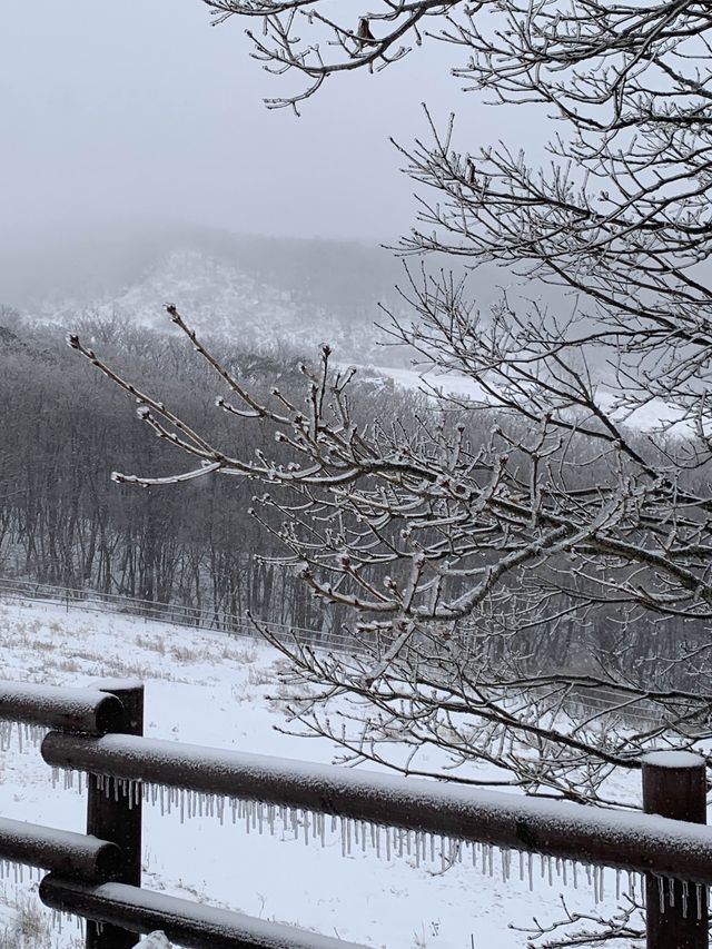 눈 오는 날 꼭 가야하는 대관령 명소 ❄️