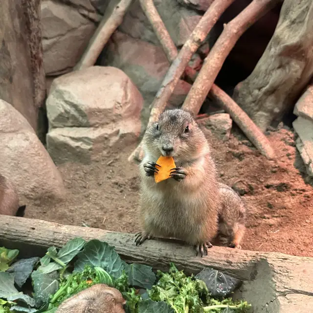 CP值超高的首爾COEX水族館