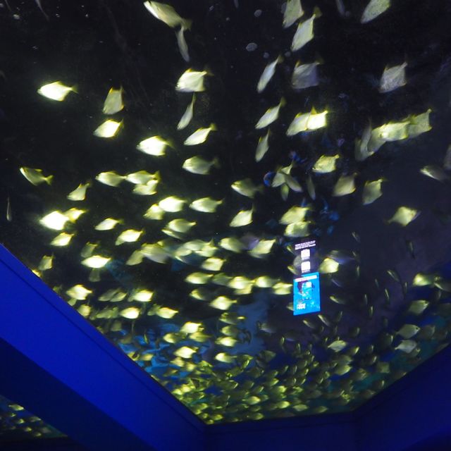 Xpark aquarium in taipei taoyuan