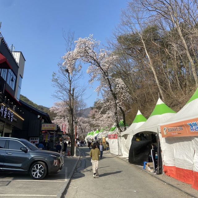 대전 근교 벚꽃 축제 계룡산국립공원
