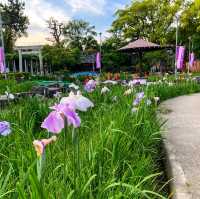 สวนดอกไอริส ชิริว