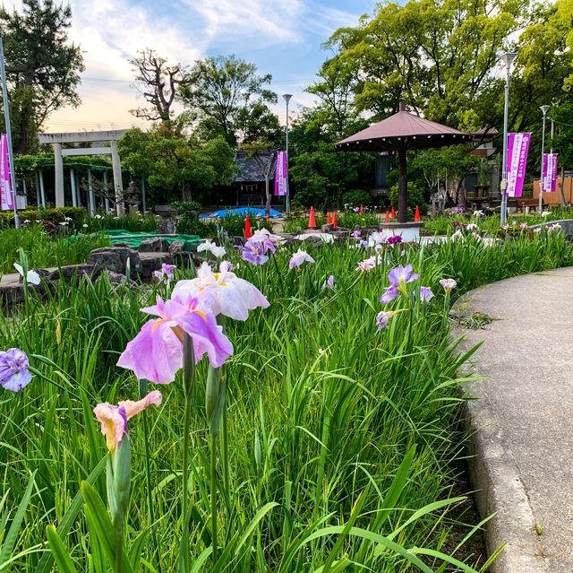สวนดอกไอริส ชิริว