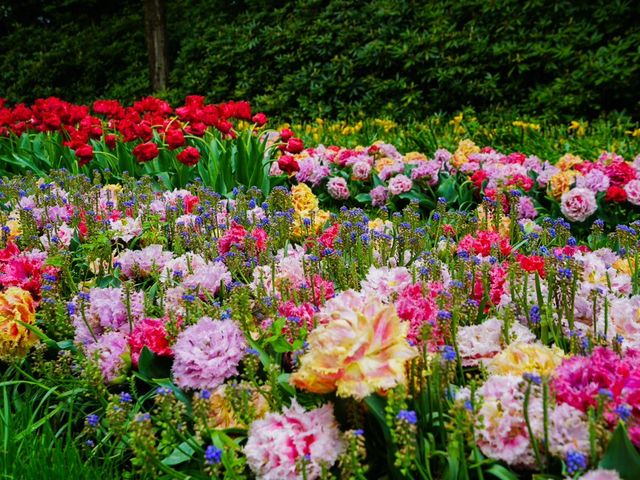 荷蘭🇳🇱全世界最大最美鬱金香花園🌷 荷蘭🇳🇱全世界最大最美鬱金香花園🌷