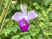 香港賞花 | 不只得荷花的城門谷公園
