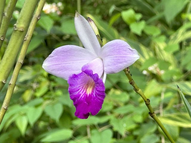 香港賞花 | 不只得荷花的城門谷公園