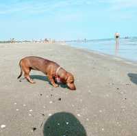 Beautiful beach walk in Barletta! 