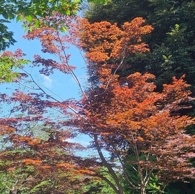 日本第一座公園:上野恩賜公園