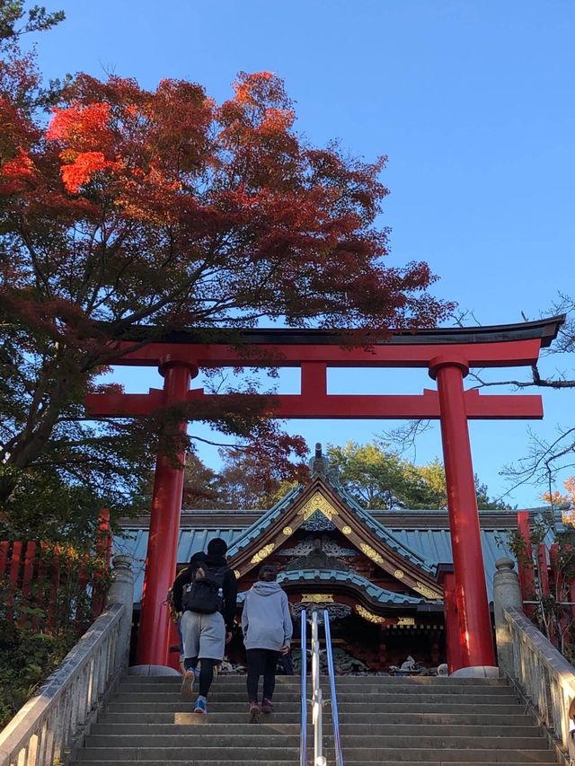 東京市內必去🤪高尾山藥王院😚一日遊推薦😎親子遊最佳景點