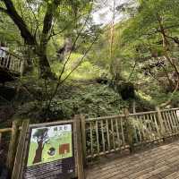 【鹿児島・屋久島】世界遺産の縄文杉に✨