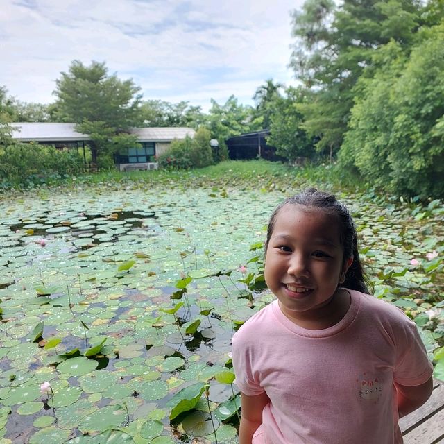 พาเที่ยวคาเฟ่บรรยากาศดี ร่มรื่น ที่ ดูบัวคาเฟ่