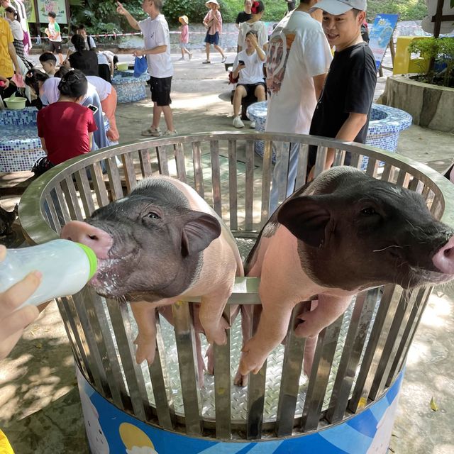 中國深圳｜野生動物園親親長頸鹿🦒小香豬🐷