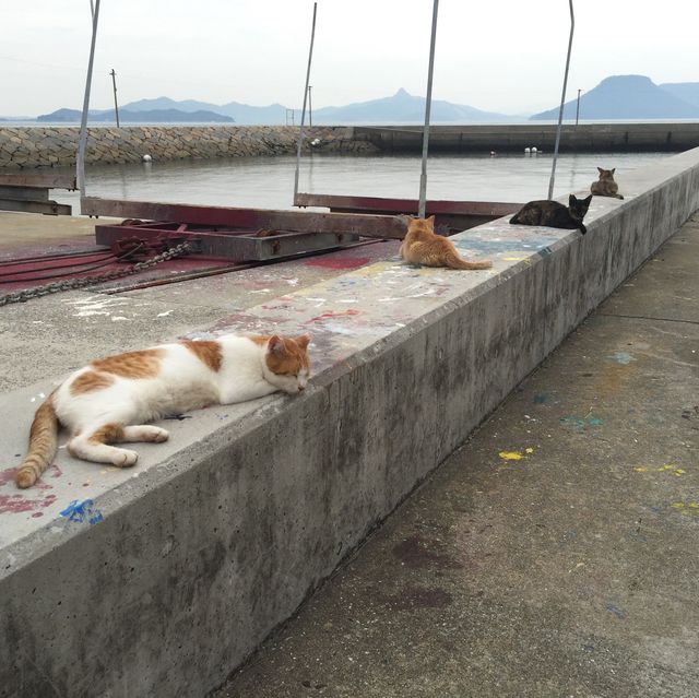 男木島 ｜燈台賞日落美景🐱尋貓貓之旅