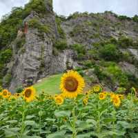 sunflowers in phatthalung👍🏻