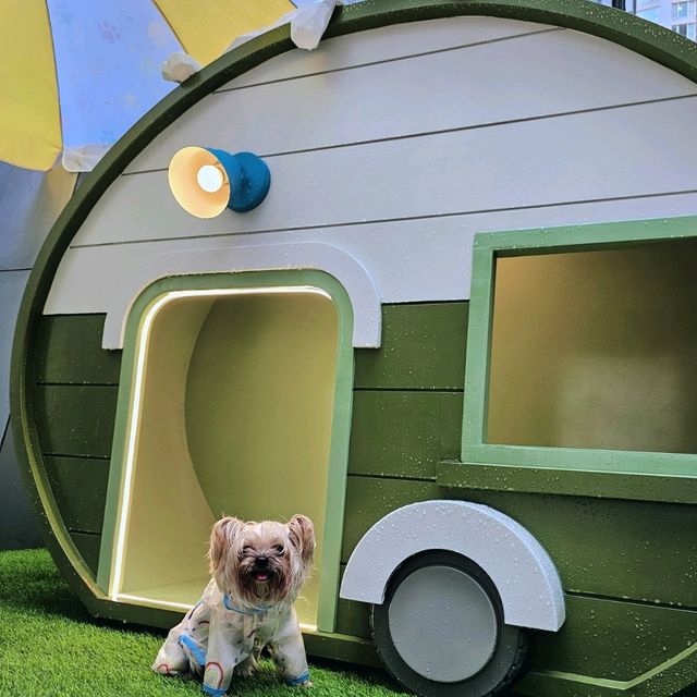 ⭐星街小區慈善寵物市集🐶🐱