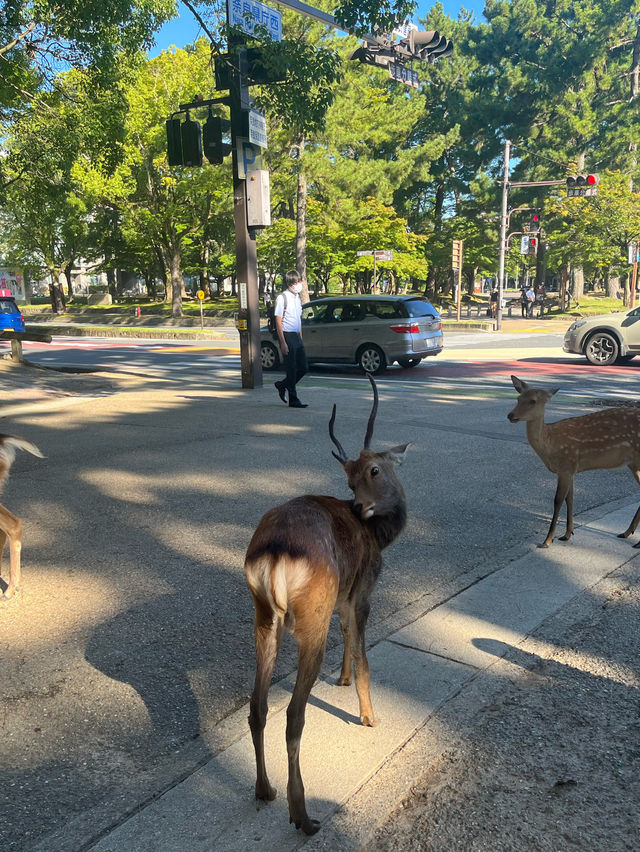 【奈良　鹿公園】