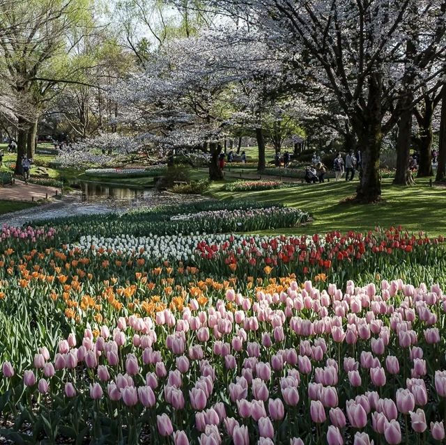 Showa Memorial Park 