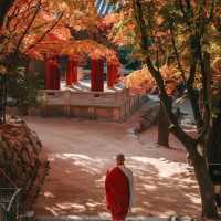 Beautiful autumn view of Bulguksa Temple