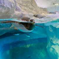Penguin Cove at Bird Paradise