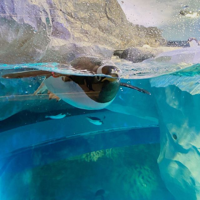 Penguin Cove at Bird Paradise