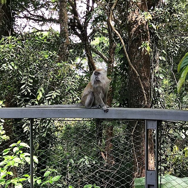 Penang Rainforest Discovery Centre