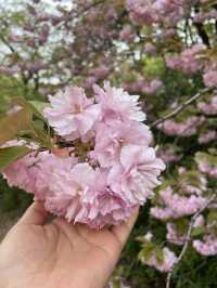 겹벚꽃 보러 어린이대공원 어때요🌸