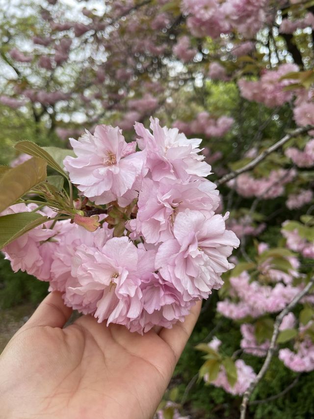 겹벚꽃 보러 어린이대공원 어때요🌸
