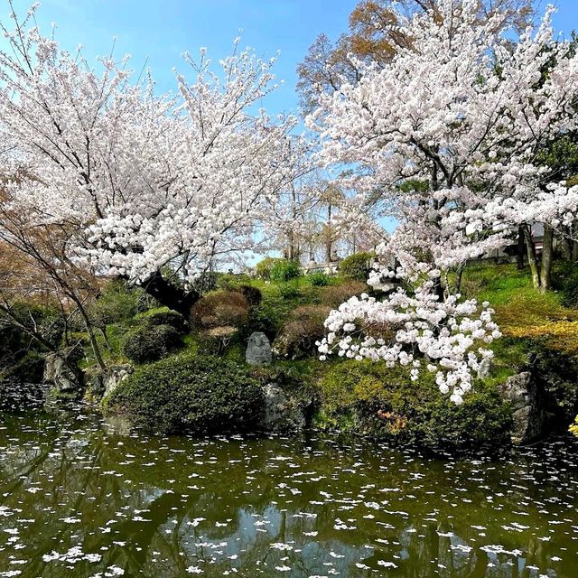 Kiyomizu-dera, Kyoto in Spring! 🌸🍀🌿🌱