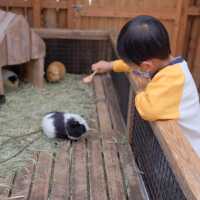 【 近距離親親小動物。神戶動物王國 】
