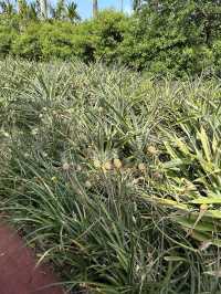 🌺沖縄 名護　パイナップルパーク🍍