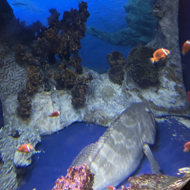 大灣區好去處😊香港海洋公園