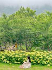 진주 월아산 숲속의 숨은 수국 스팟🍃💜🩵