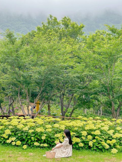 진주 월아산 숲속의 숨은 수국 스팟🍃💜🩵
