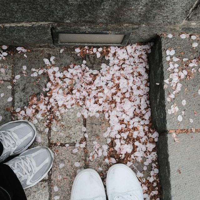 Sumida park 🌸