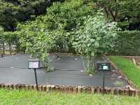 東京・北区。バラの季節には多くの品種の花が咲き誇るそうです『旧古河庭園』