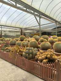 Variety of Cactus in Cameron Highland 