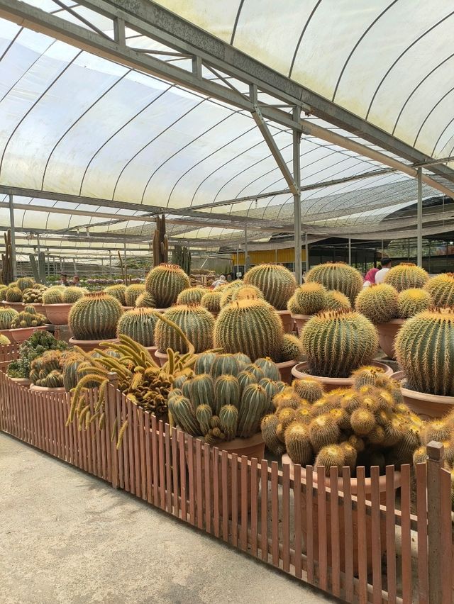 Variety of Cactus in Cameron Highland 