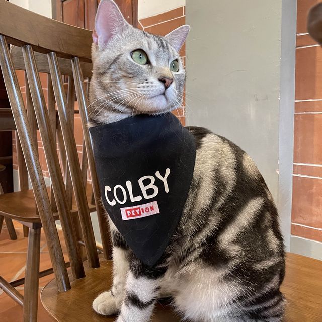 Celebrating Malaysia's Heritage with Cats