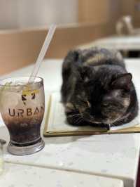 一家大細開心嘅喵喵cafe-「😺URBAN cafe」