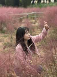 인천 핑크뮬리 명소🌸 [드림파크 야생화단지]