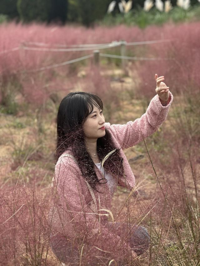 인천 핑크뮬리 명소🌸 [드림파크 야생화단지]