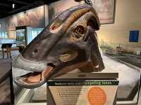 Field Museum 👀✨