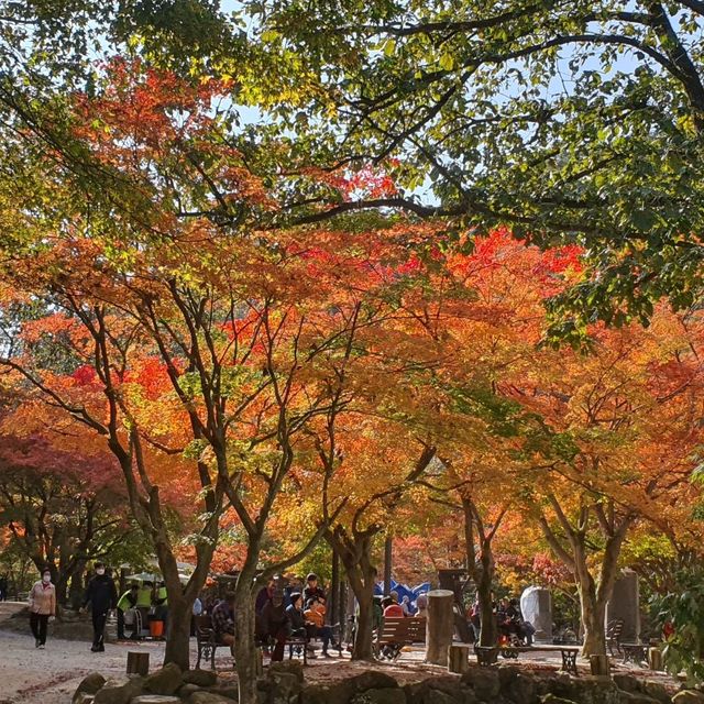 新楓葉團推薦💜剛泉山群立公園